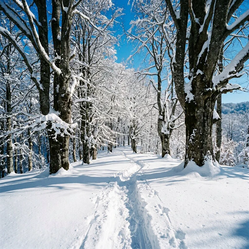 Martina with snowshoes in the snow-covered Foresta Umbra, among centuries-old beech trees